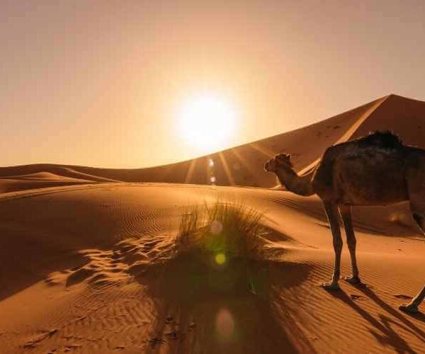 Camel-ride-for-sunrise-in-Merzouga-desert